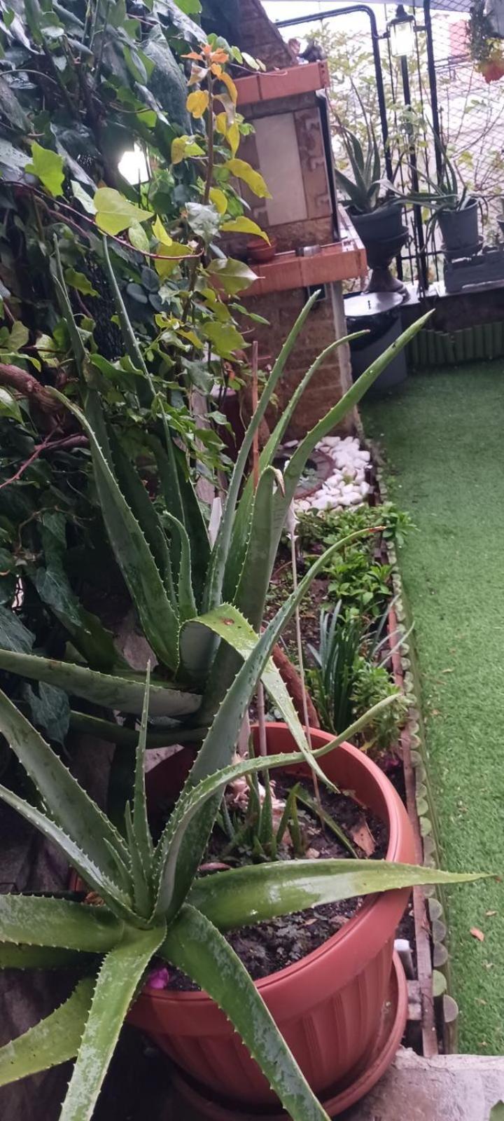 카발라 Garden'S House 아파트 외부 사진